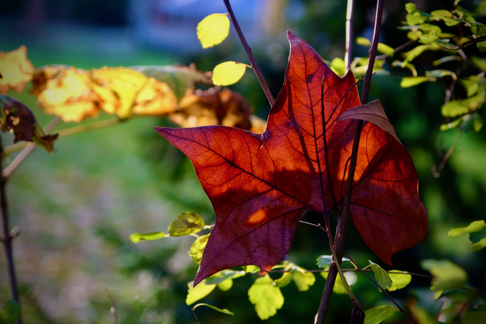 Herbstlaub