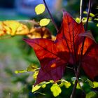 Herbstlaub