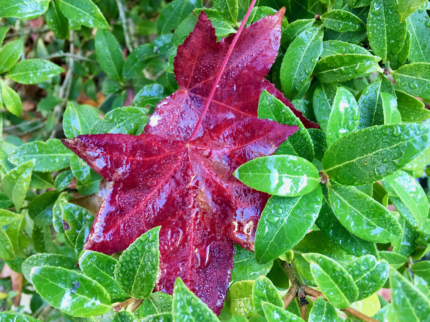 Herbstlaub