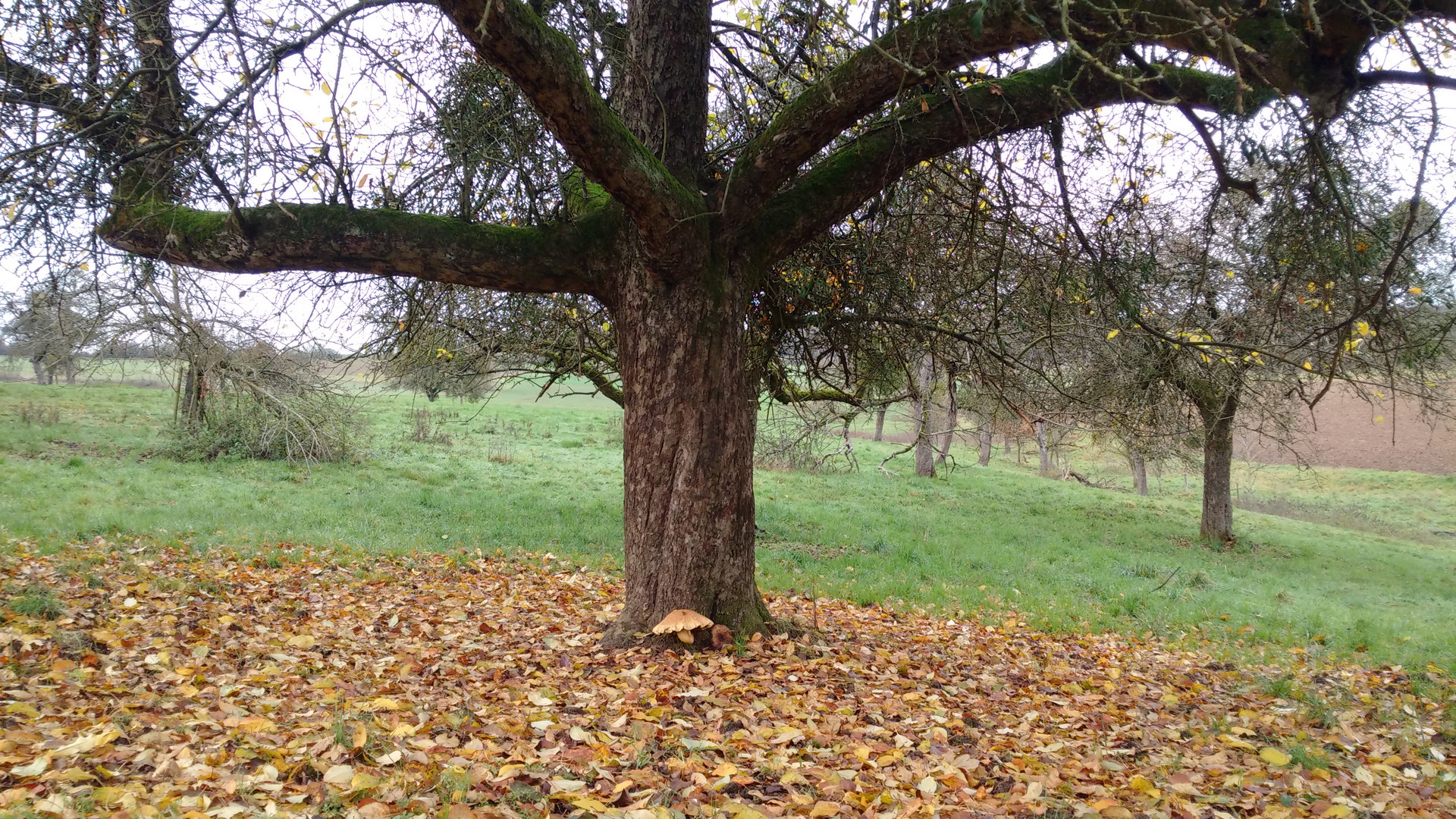 Herbstlaub