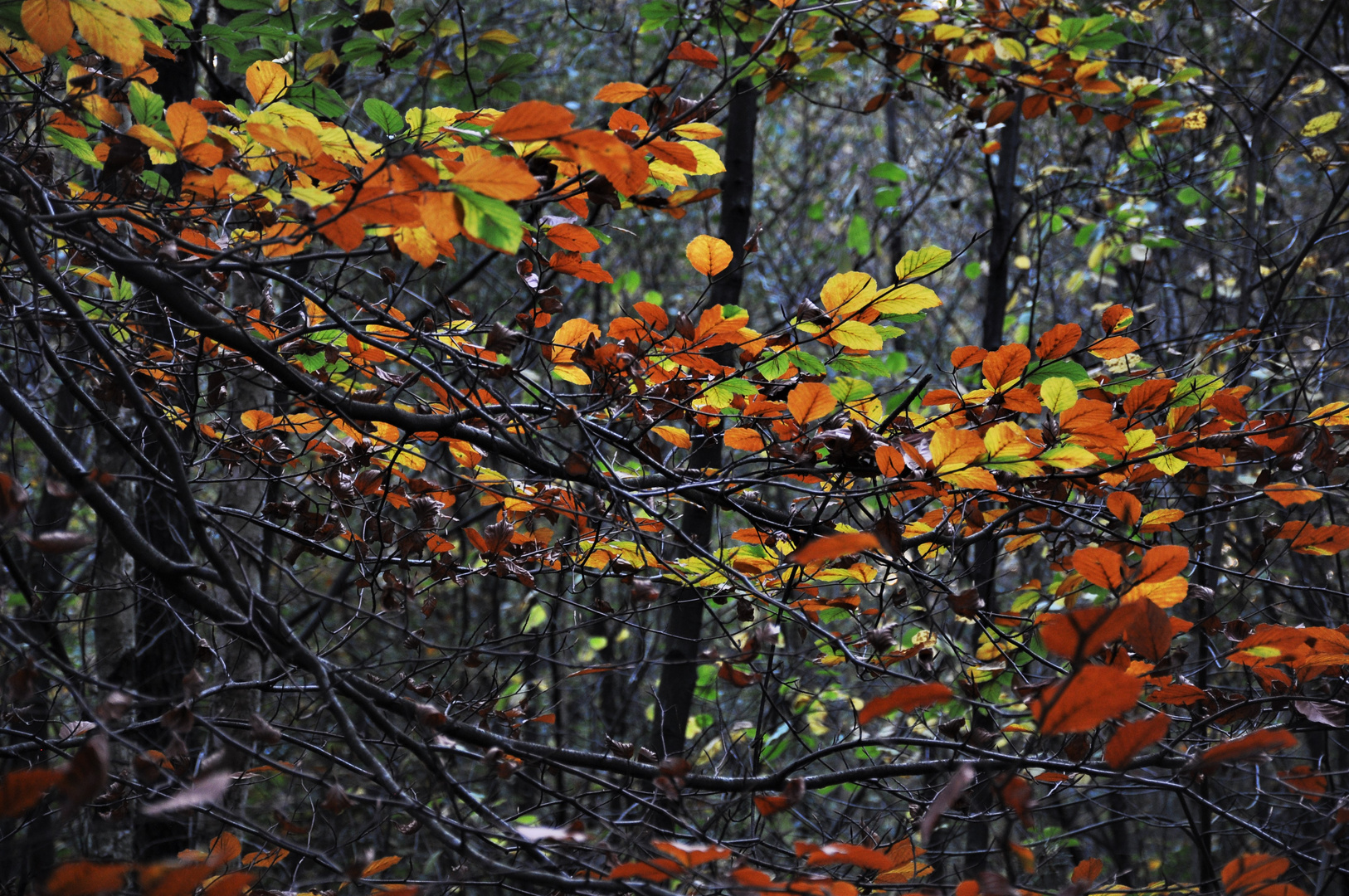 Herbstlaub