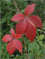 Herbstlaub.