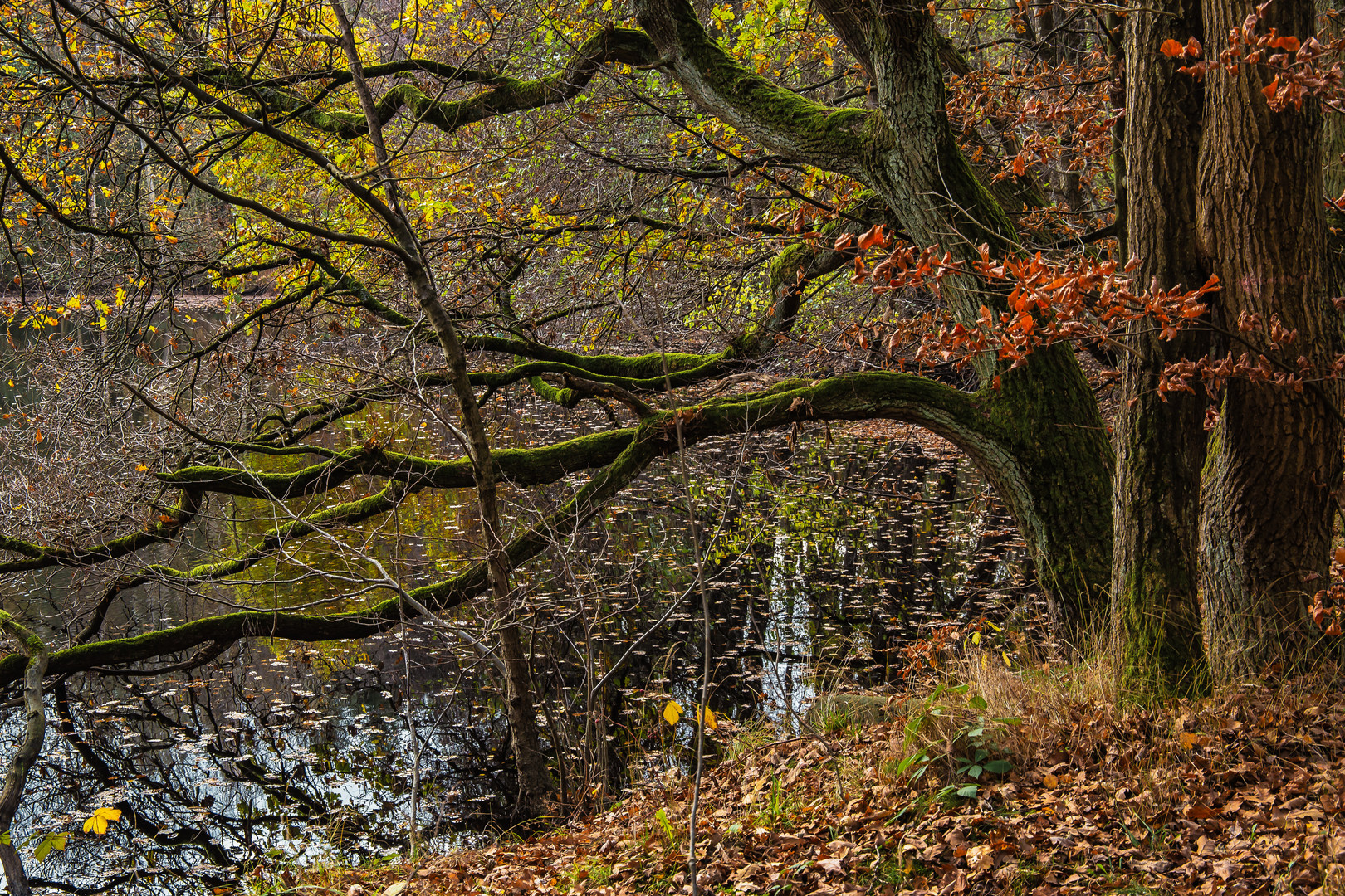 Herbstlaub