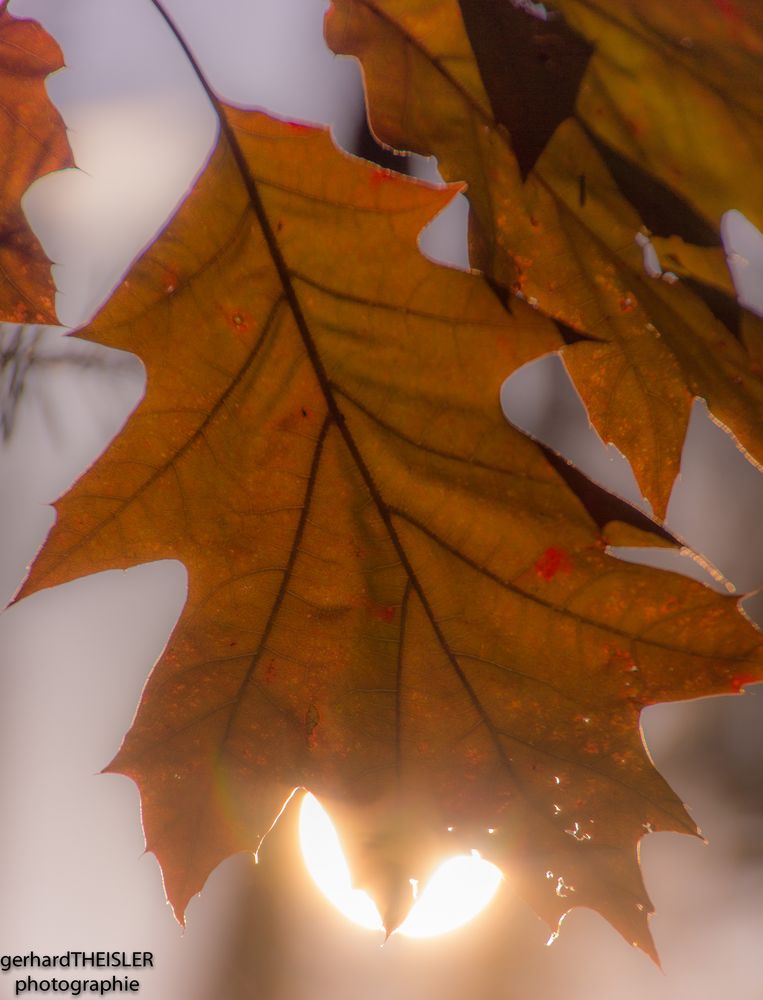 Herbstlaub