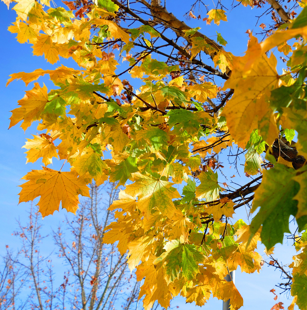 Herbstlaub