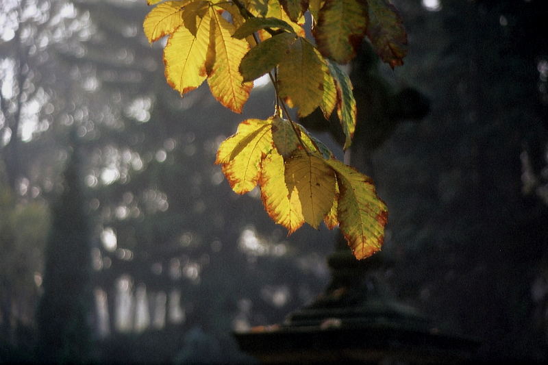 Herbstlaub