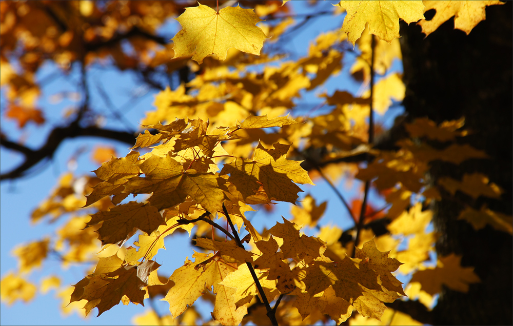 Herbstlaub