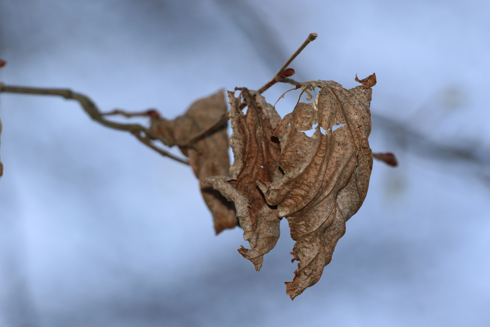 Herbstlaub