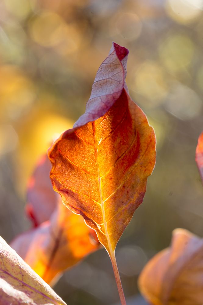 Herbstlaub