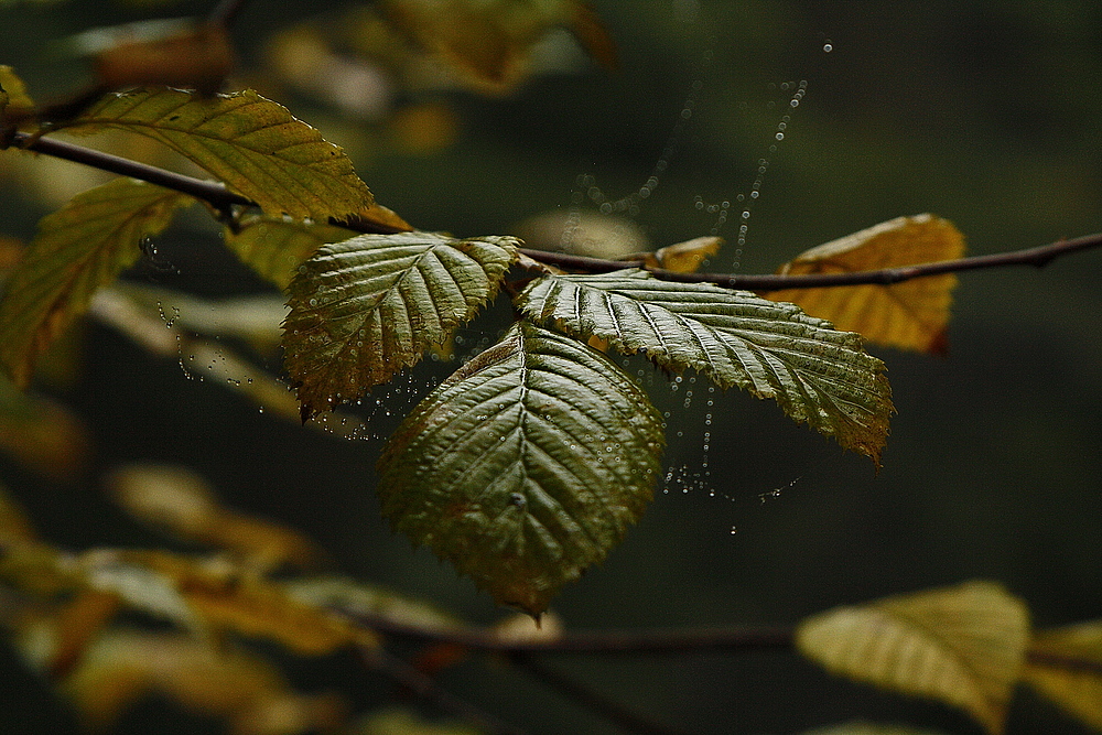 Herbstlaub