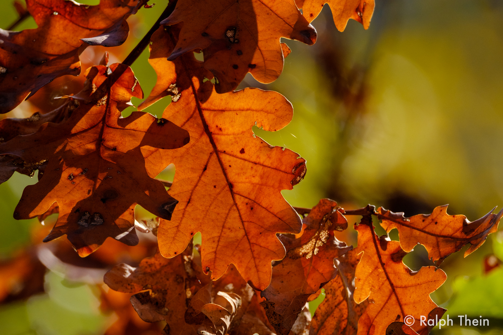 Herbstlaub