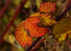 Herbstlaub