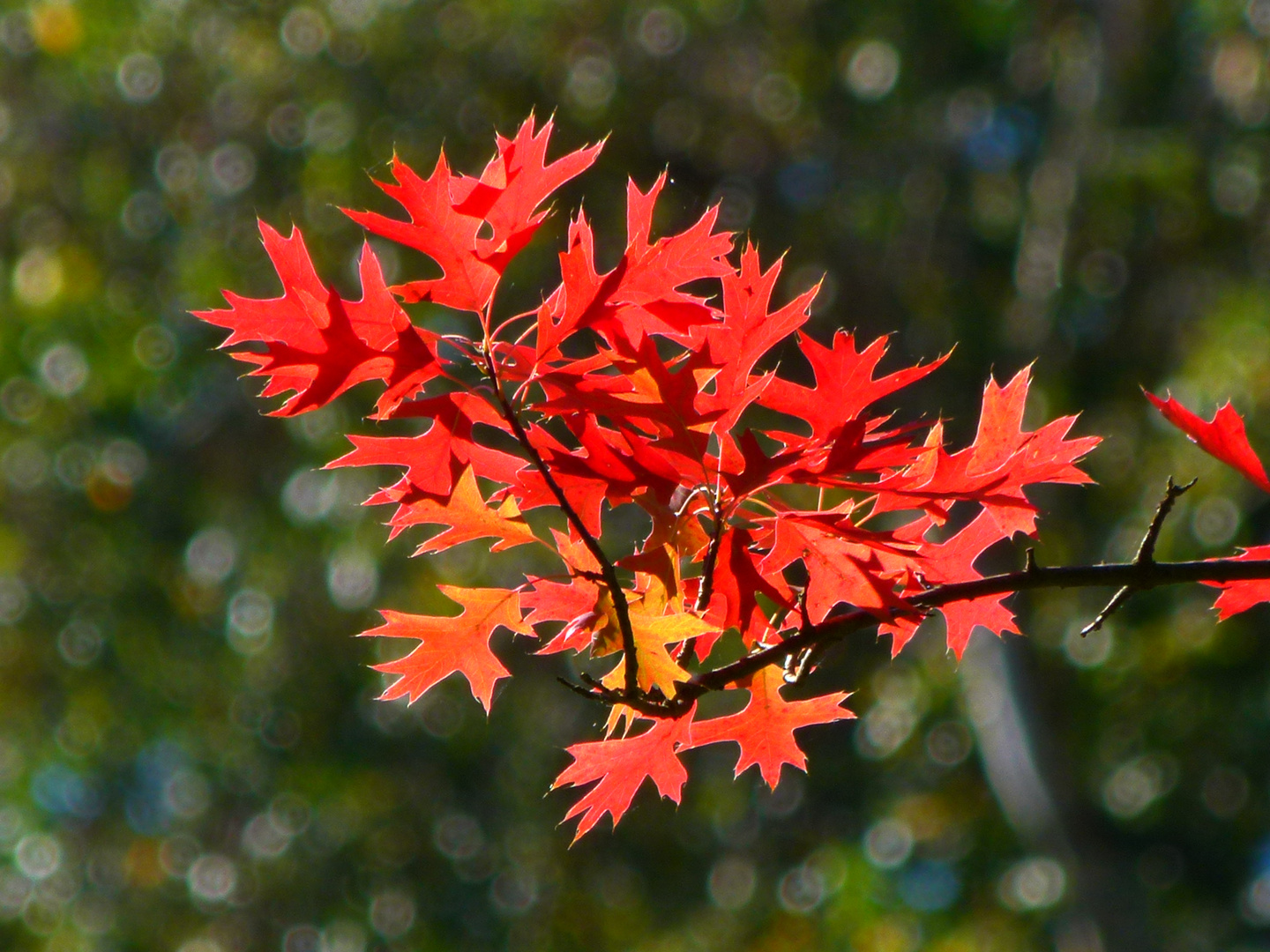 Herbstlaub