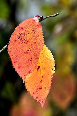 Herbstlaub