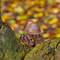 Herbstlaub