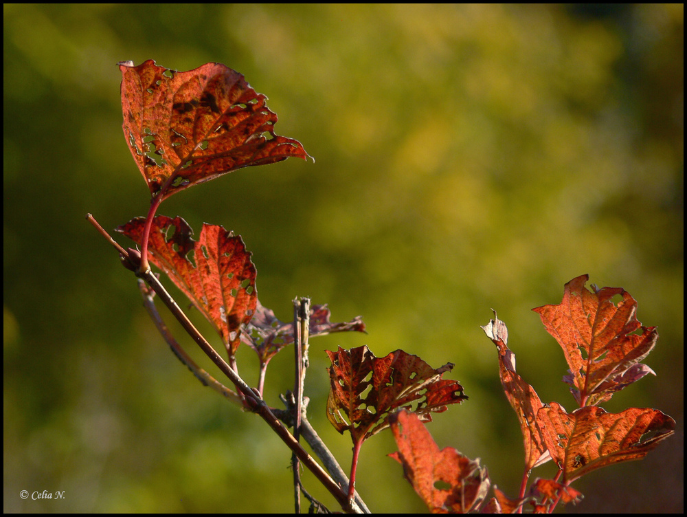 Herbstlaub