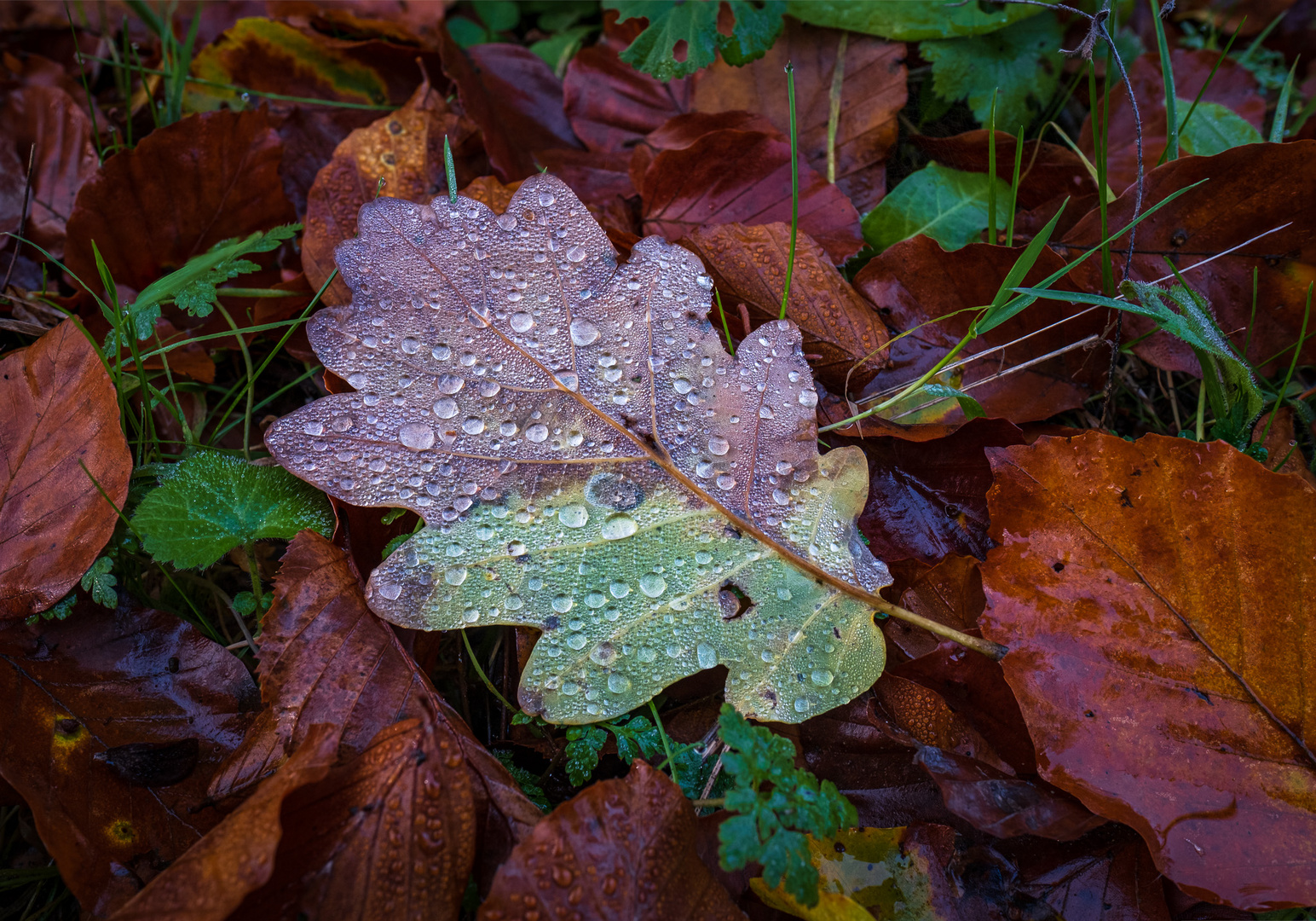 Herbstlaub