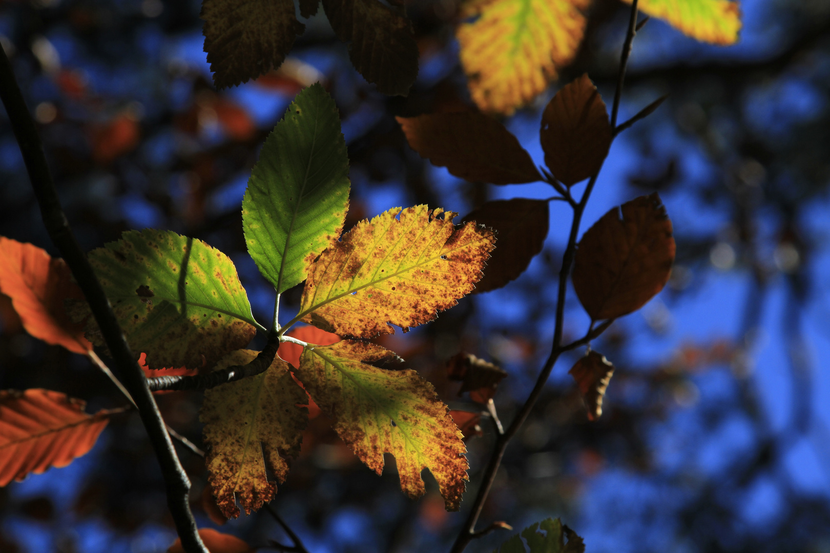 Herbstlaub