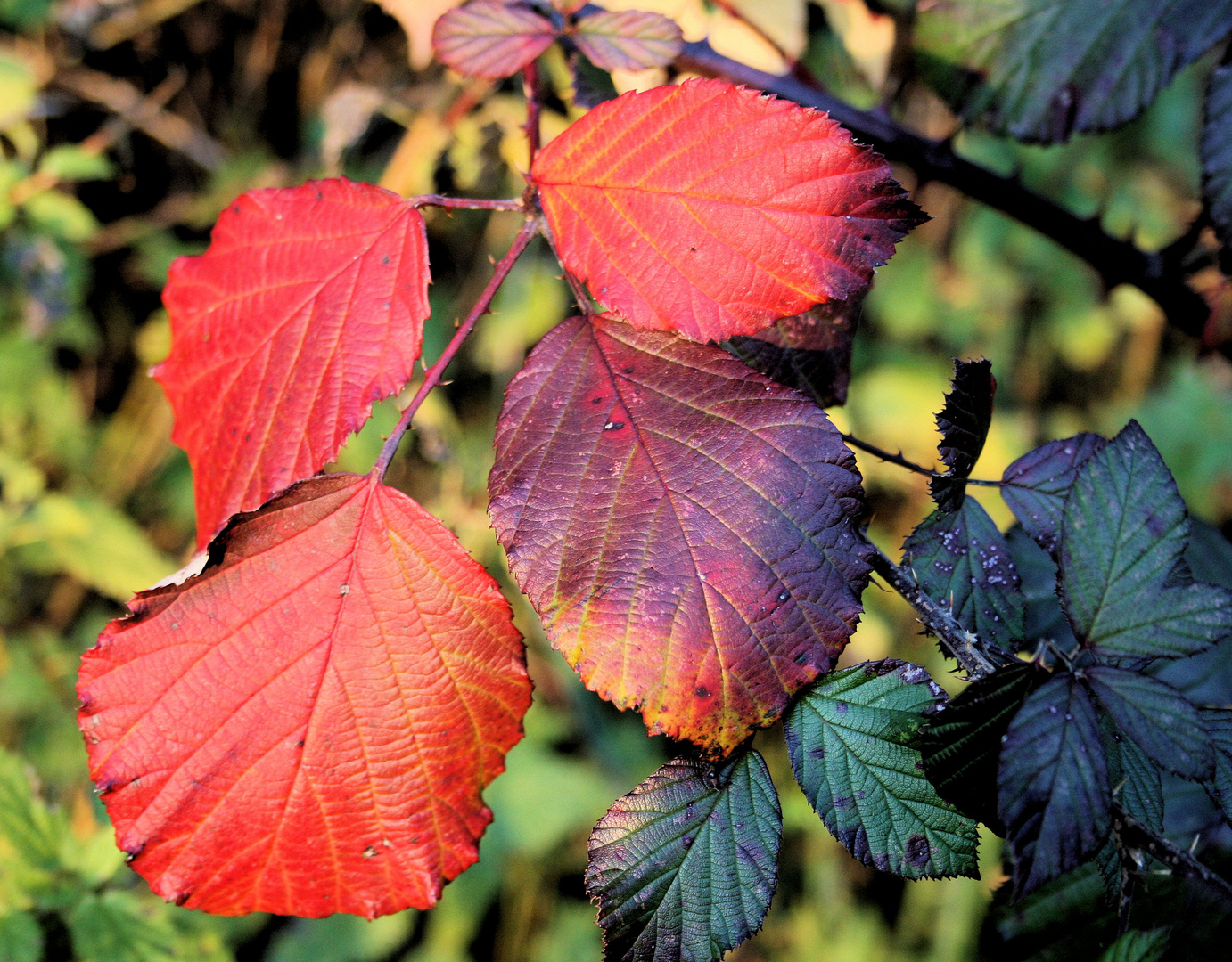 Herbstlaub