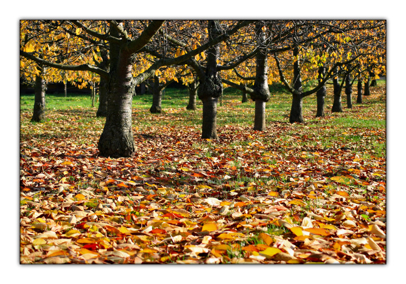 Herbstlaub