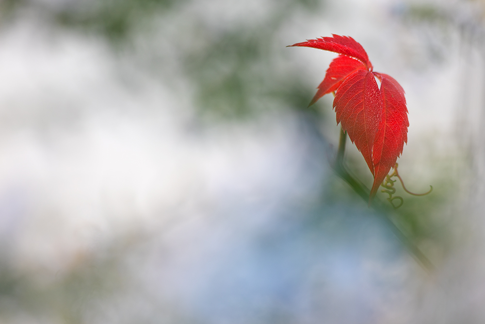 Herbstlaub