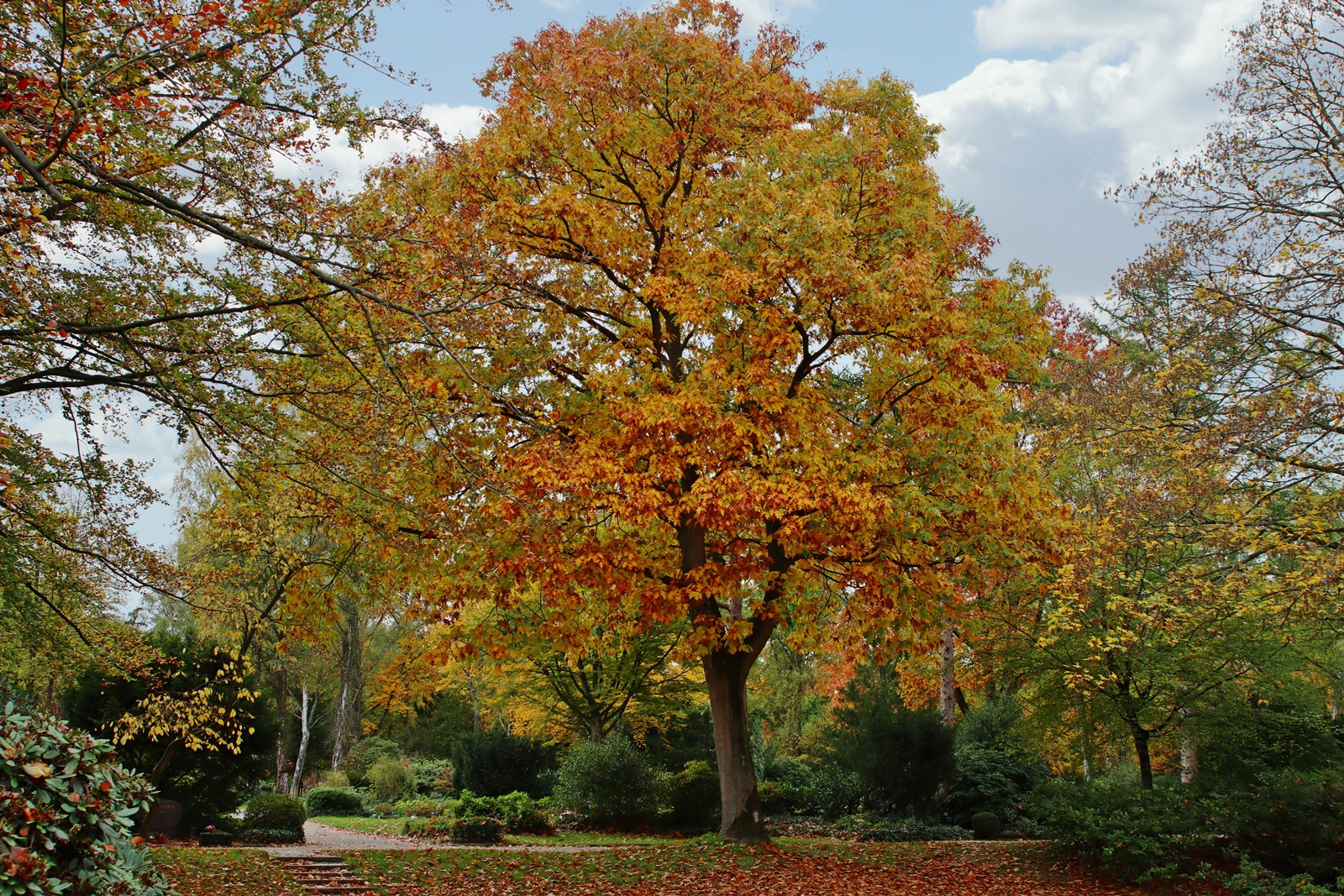 Herbstlaub