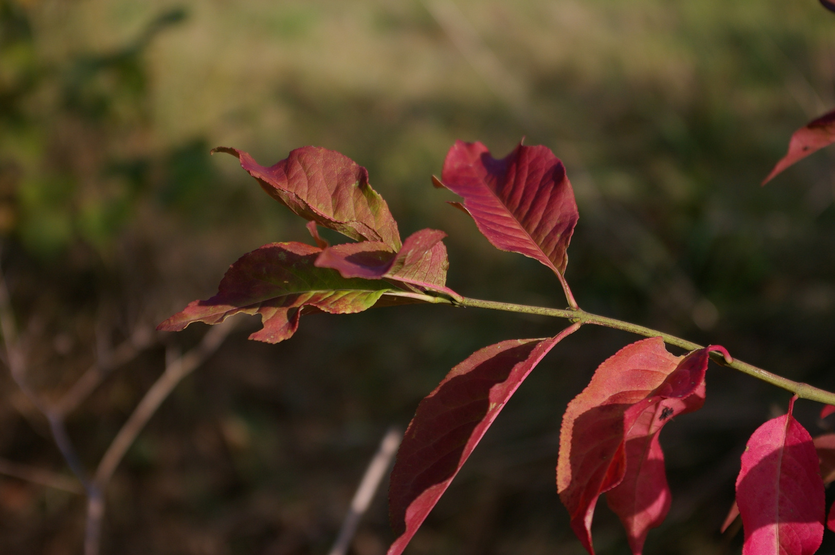 Herbstlaub