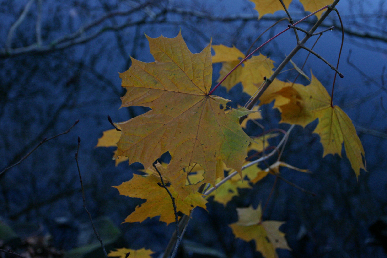 Herbstlaub