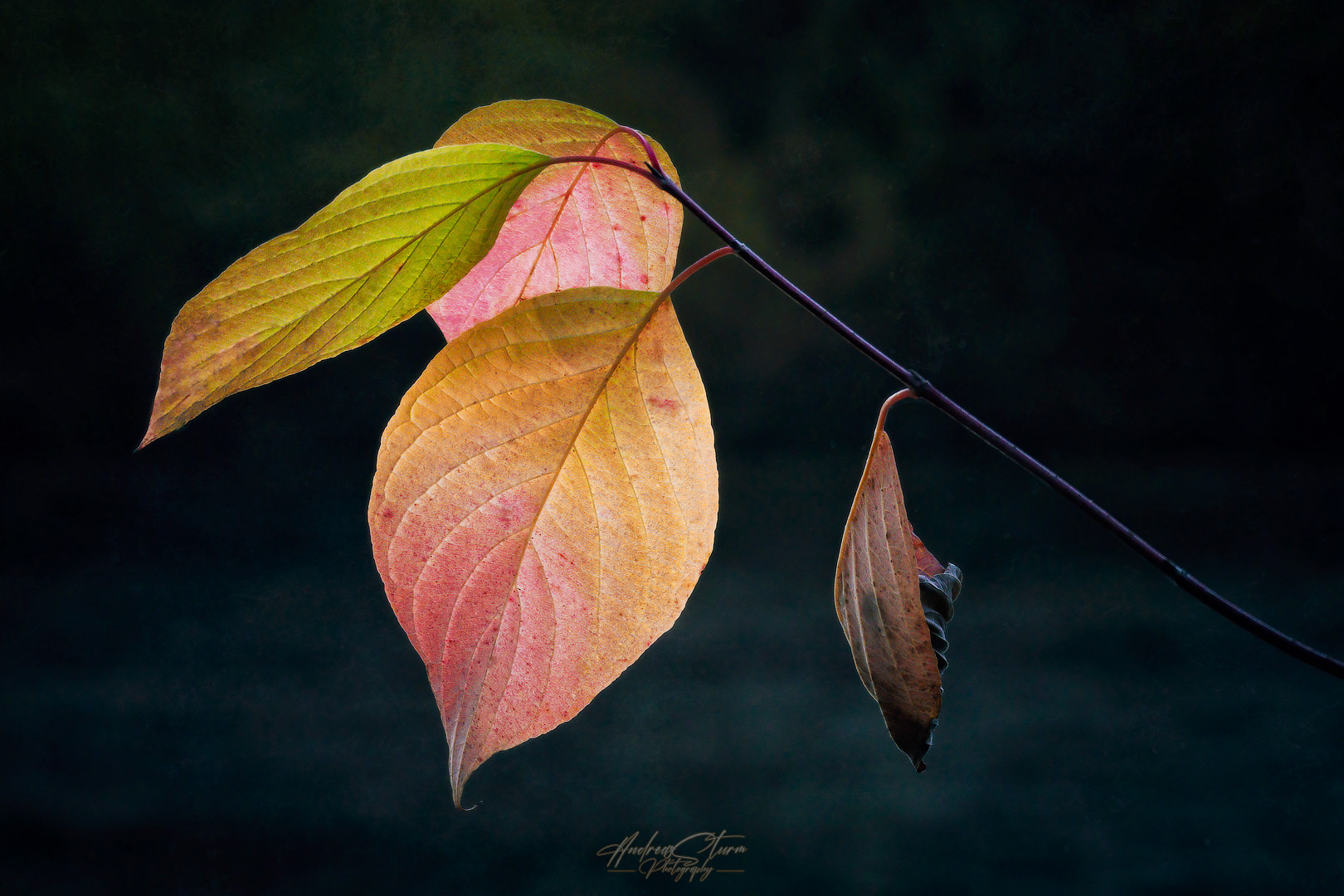 Herbstlaub