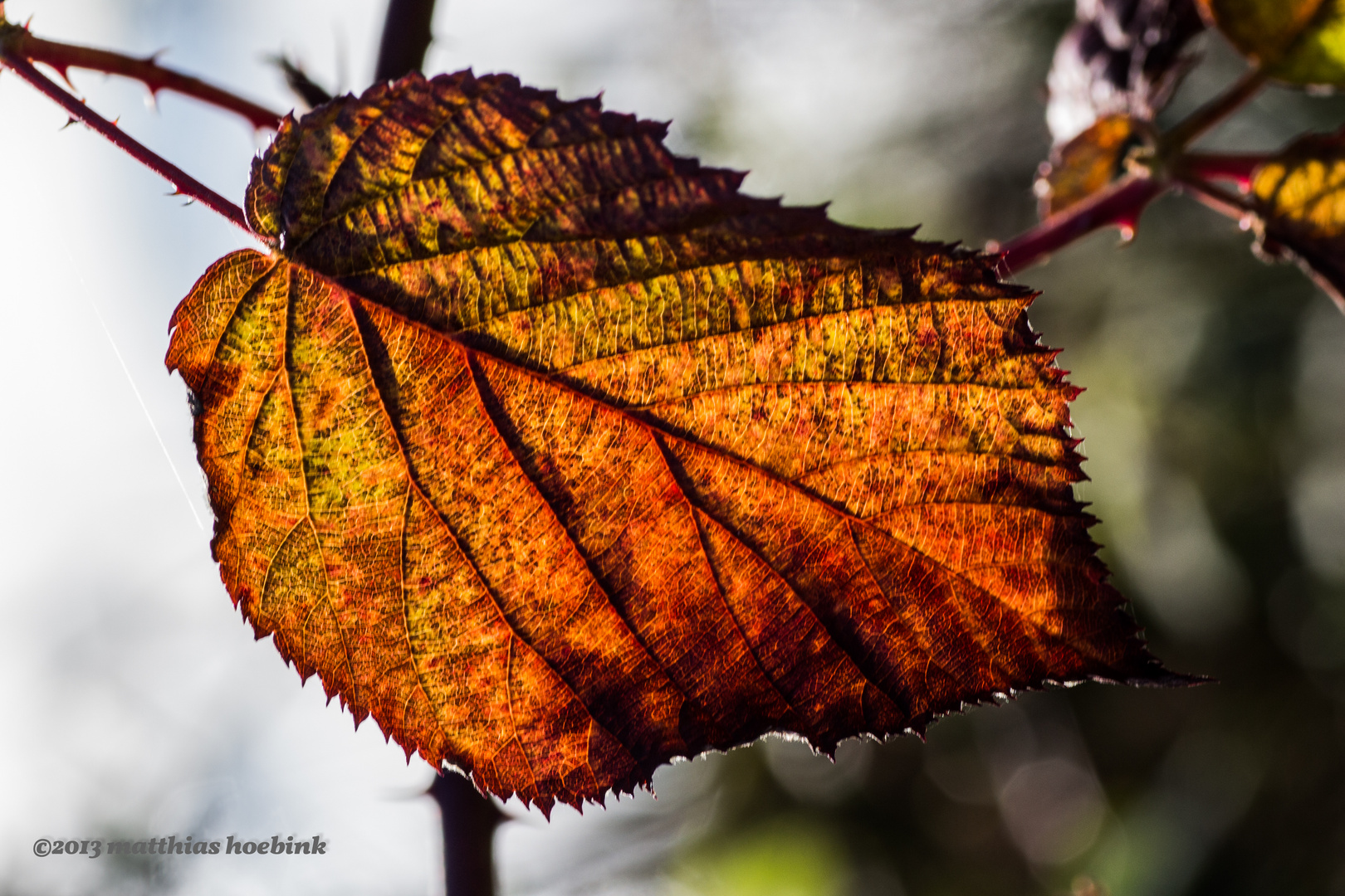 Herbstlaub