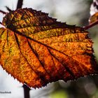 Herbstlaub