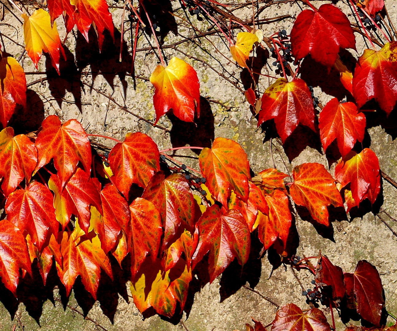 Herbstlaub