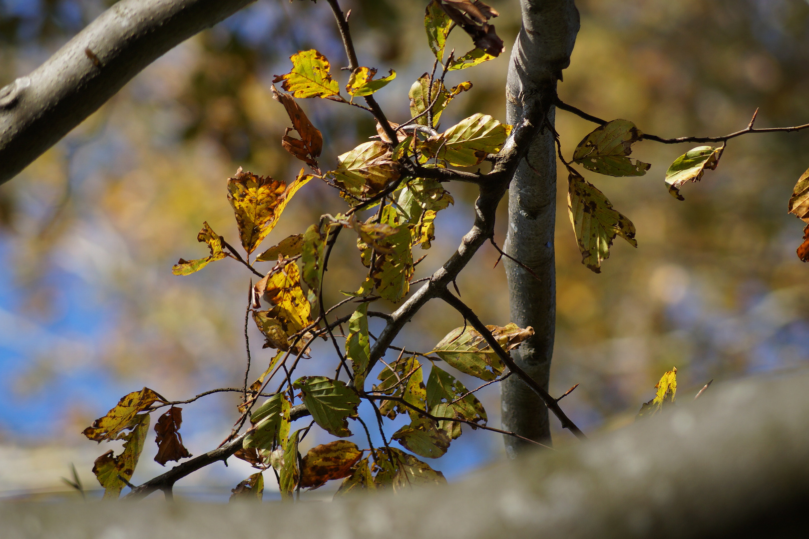 Herbstlaub