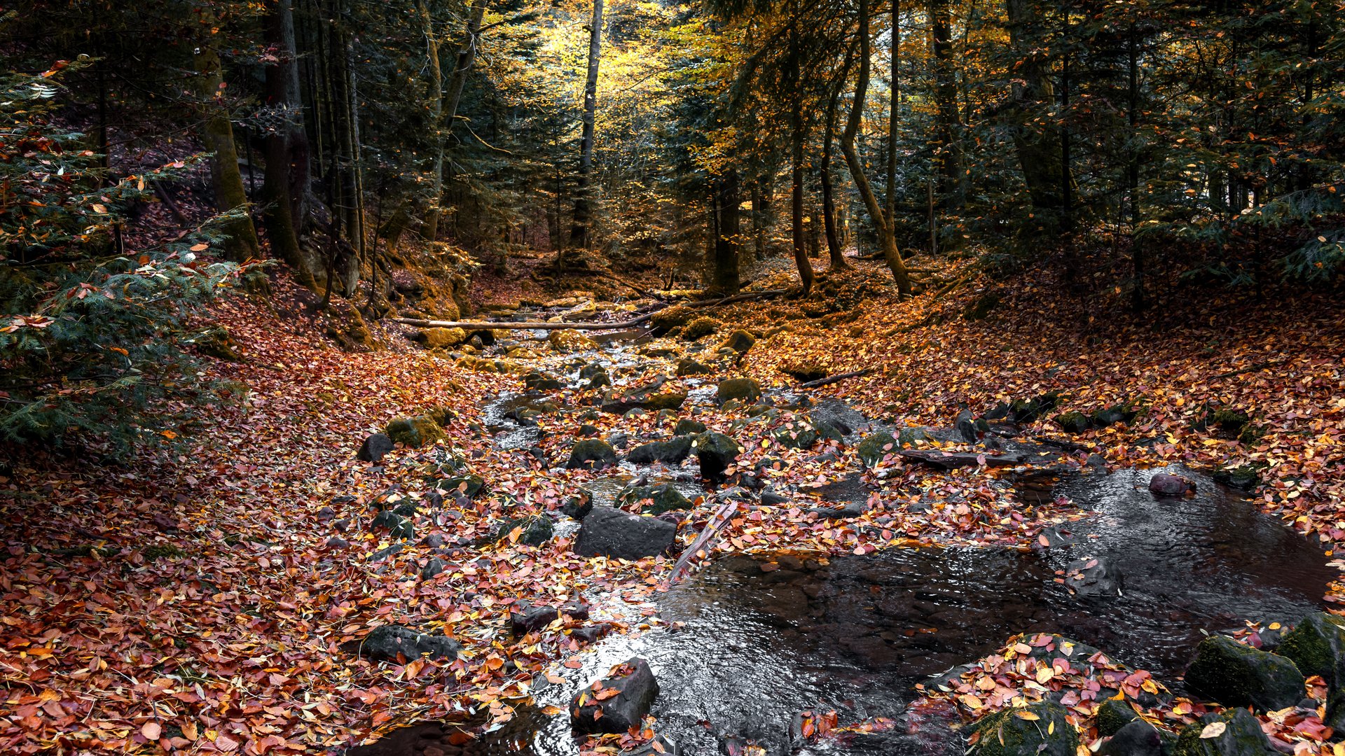 Herbstlaub