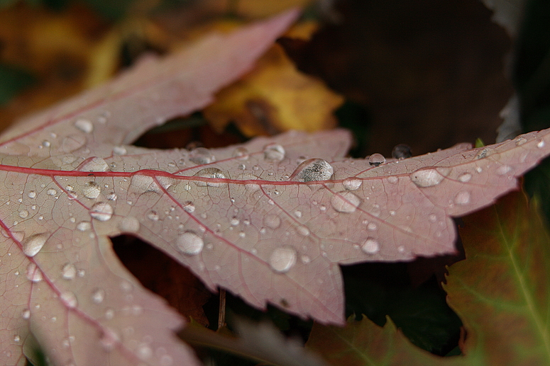 Herbstlaub...