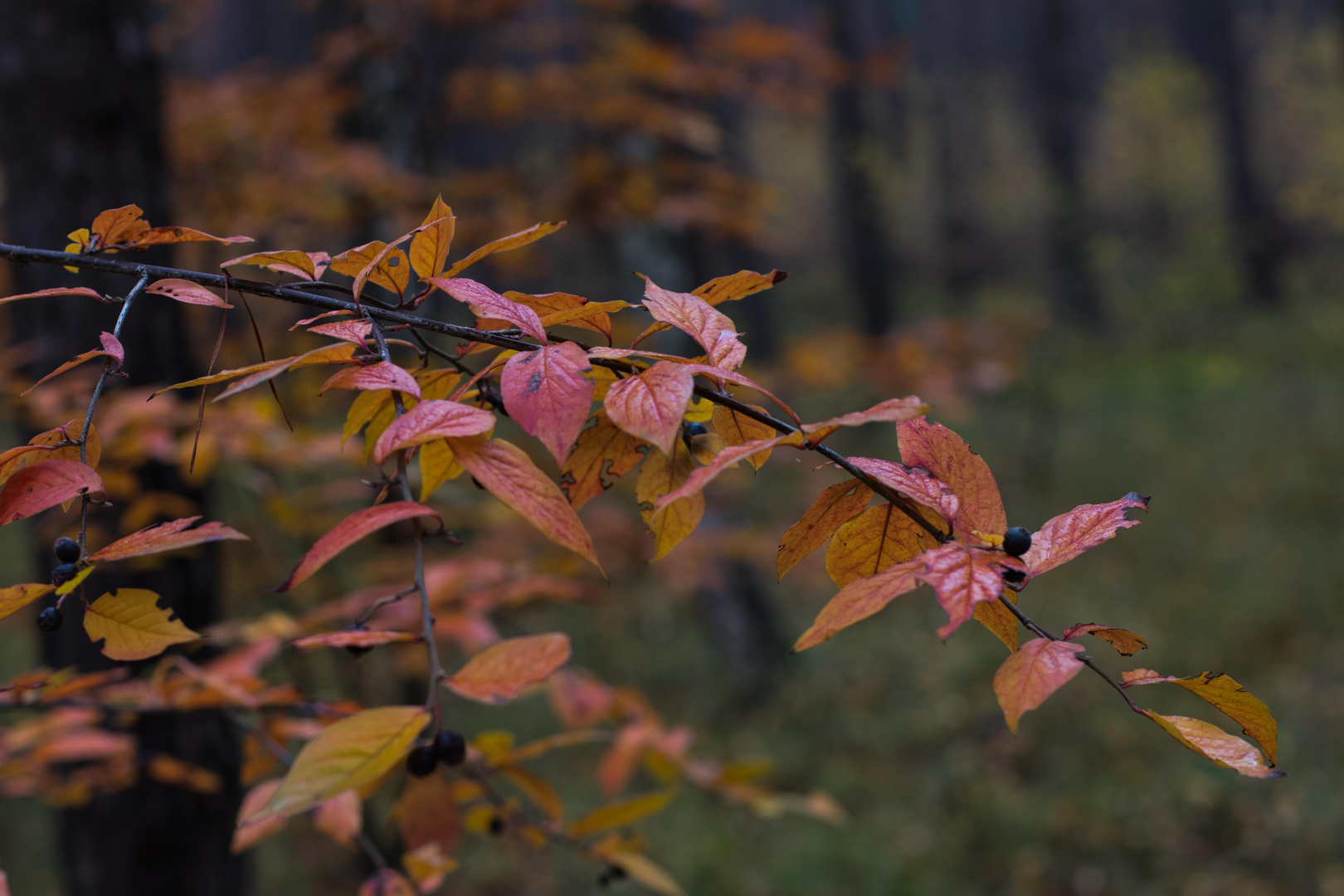 Herbstlaub