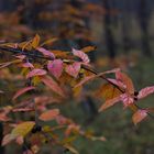 Herbstlaub