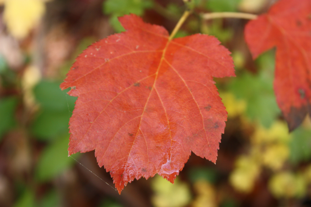 Herbstlaub