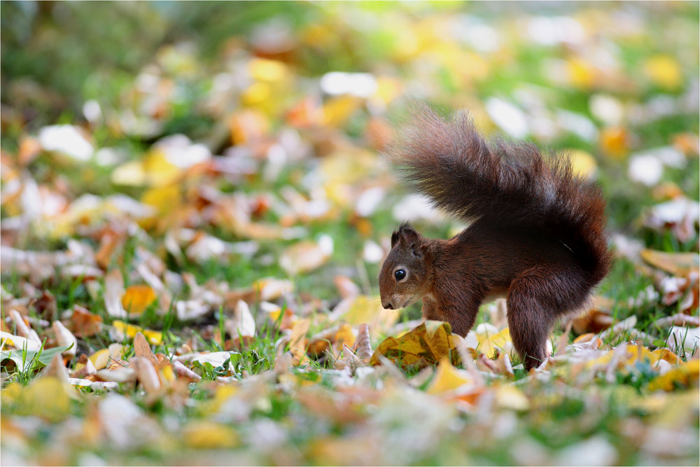 Herbstlaub...