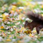 Herbstlaub...