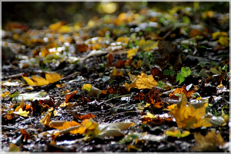 Herbstlaub