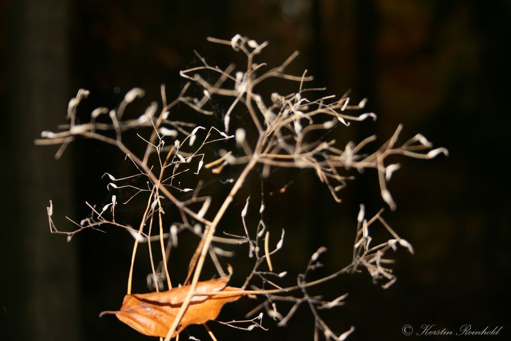 Herbstlaub