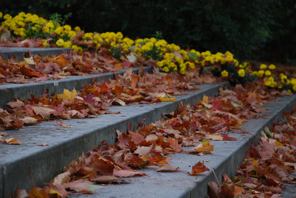 Herbstlaub