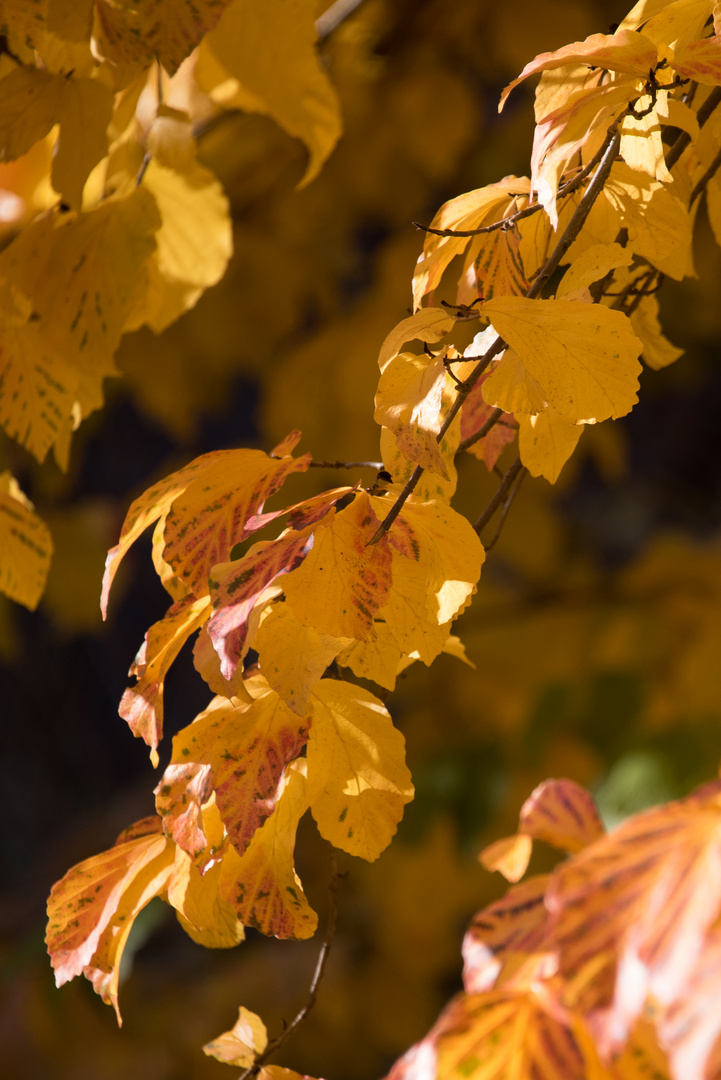 Herbstlaub