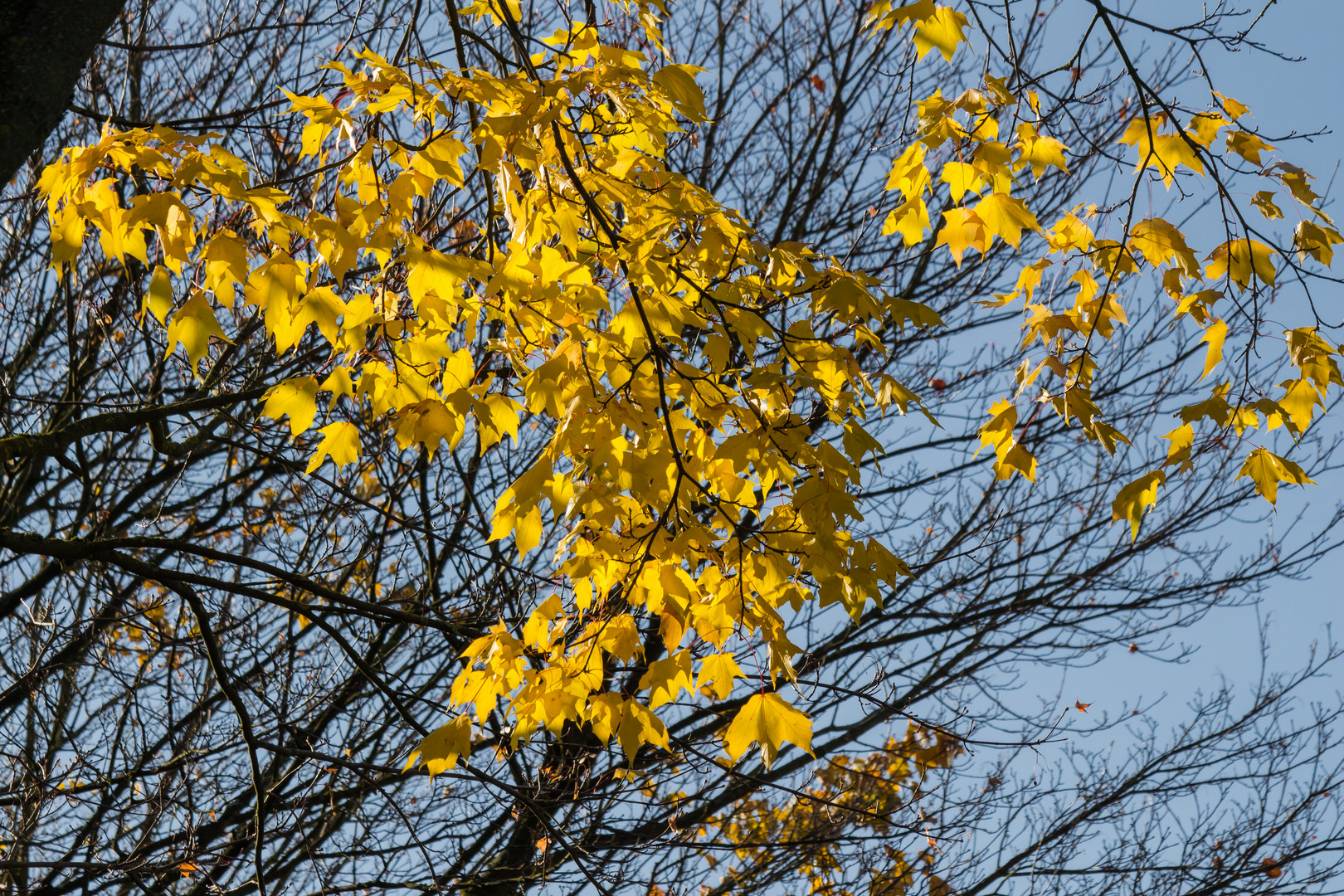 Herbstlaub