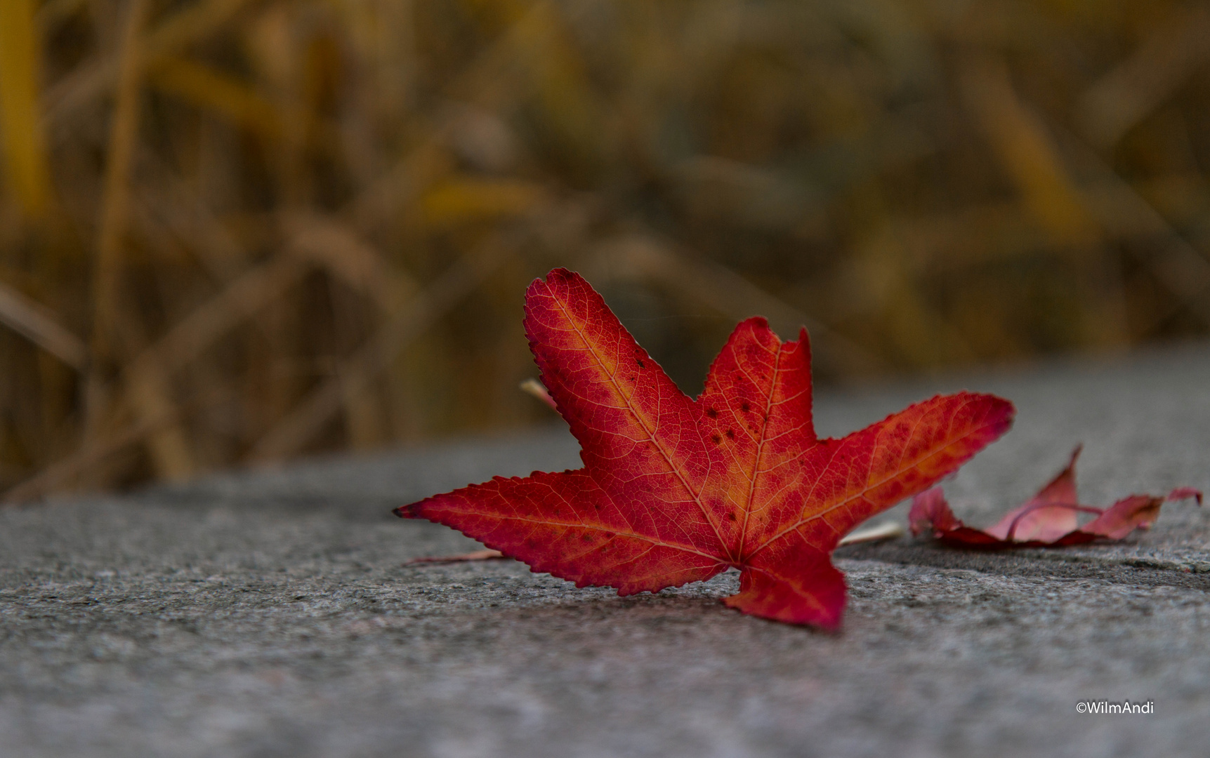 Herbstlaub