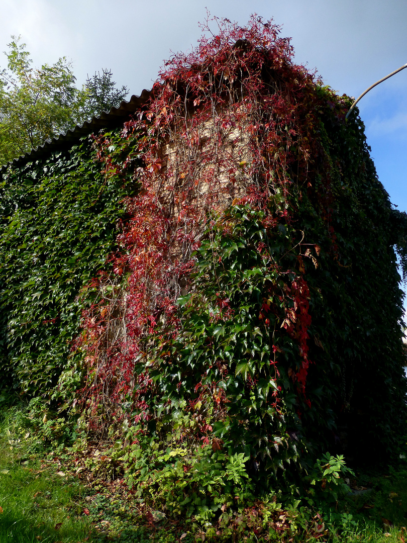 Herbstlaub