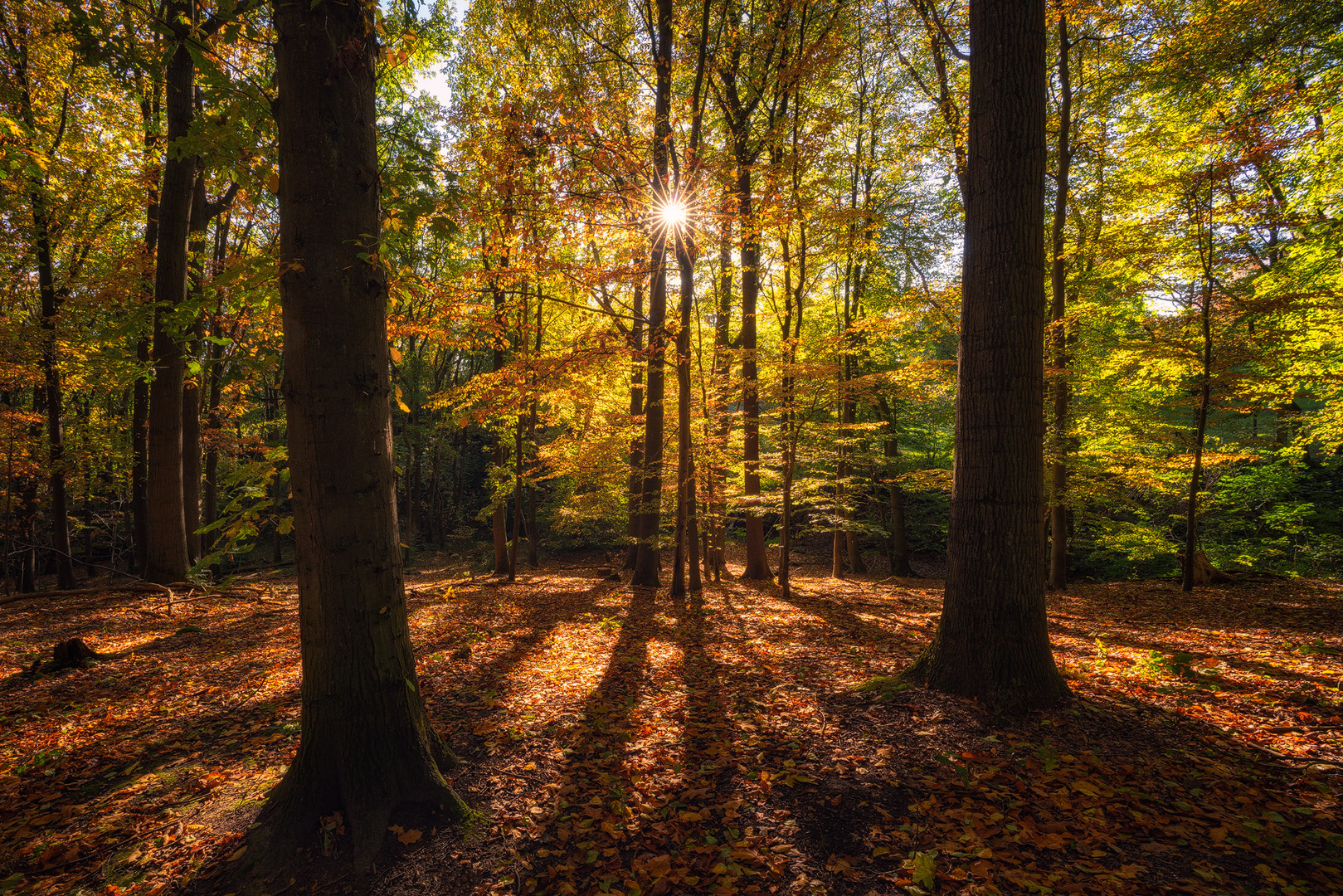 Herbstlaub