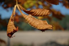 Herbstlaub