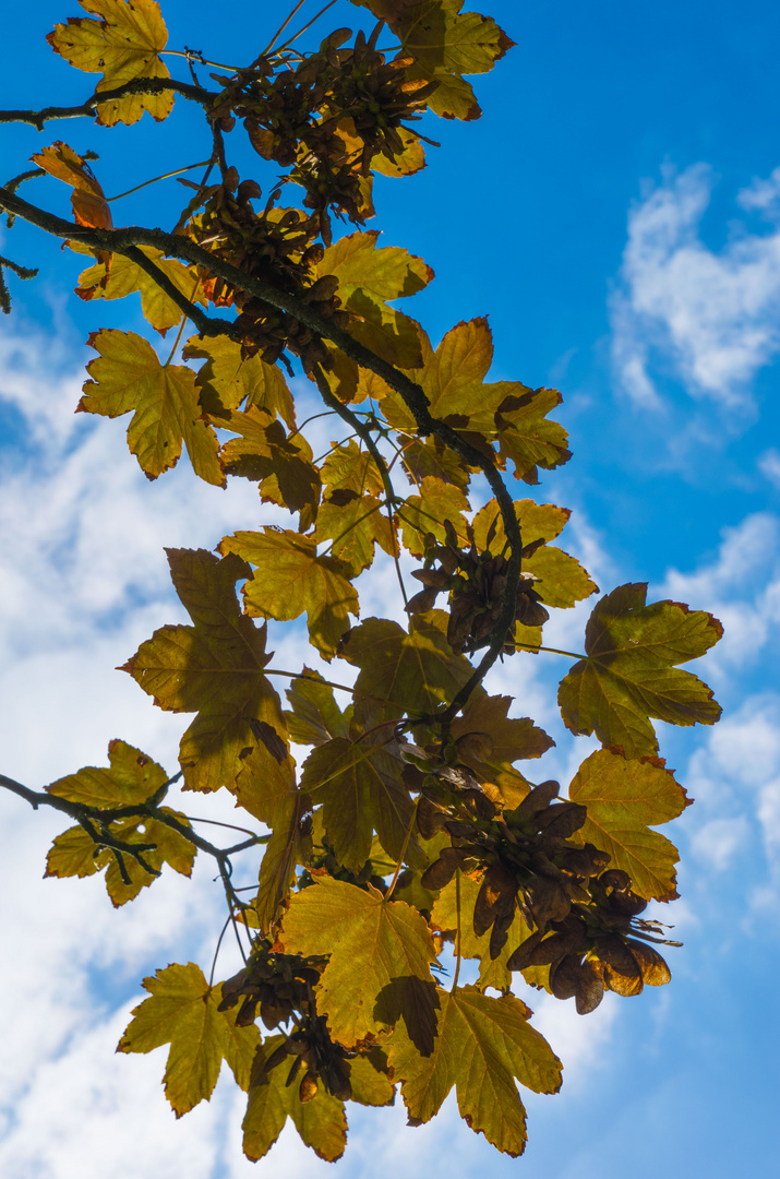 Herbstlaub